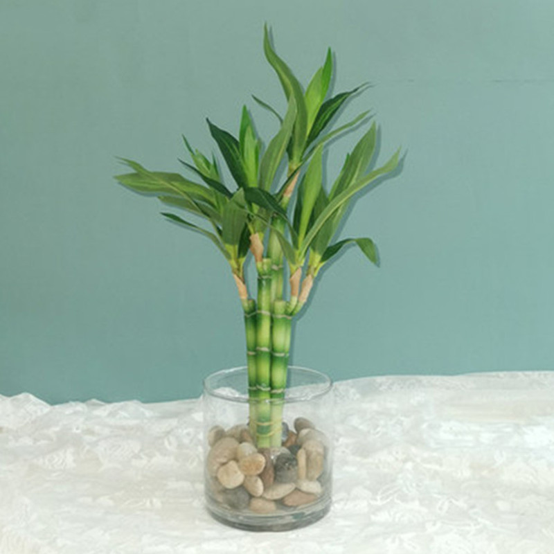 Aquarium Plant Nursery - 新しい40cm人工ラッキーバンブー多肉植物フェイクプラントフラワー、緑の鉢植え、庭、屋外ダイニングテーブル、水槽、家の装飾に。