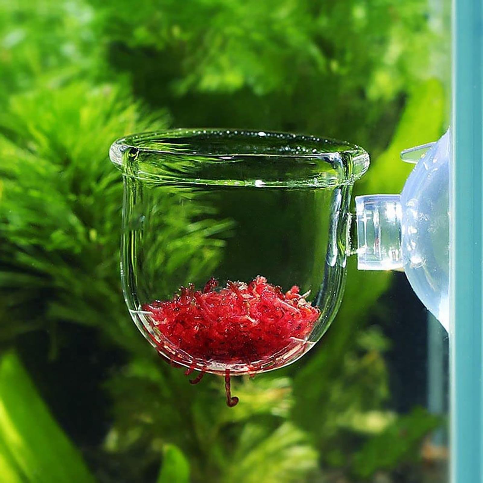 水族館植木鉢ガラスシリンダーカップ吸盤付き水生植物の種子を栽 - Aquarium Plant Seeds のレビューと価格
