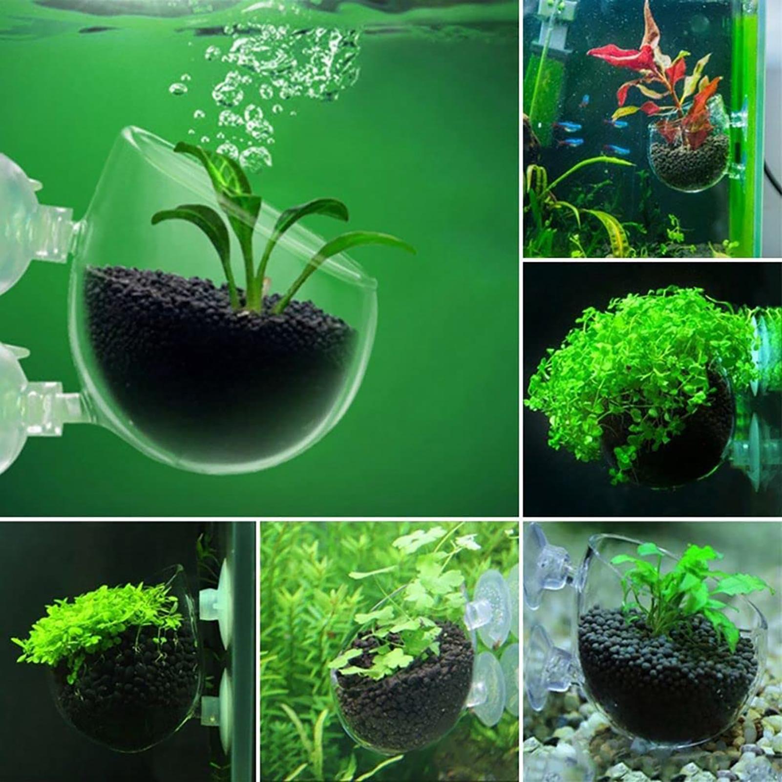 水族館植木鉢ガラスシリンダーカップ吸盤付き水生植物の種子を栽 - Aquarium Plant Seeds のレビューと価格