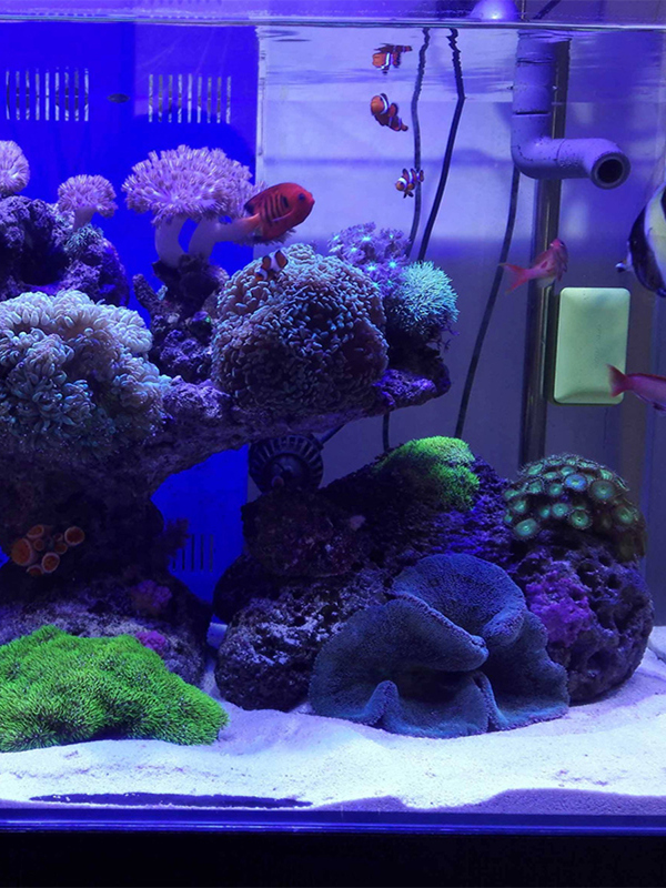 白い水槽砂底装飾魚タンク白い石敷材水槽装飾ペット水槽砂利 - Aquarium Sand White のレビューと価格