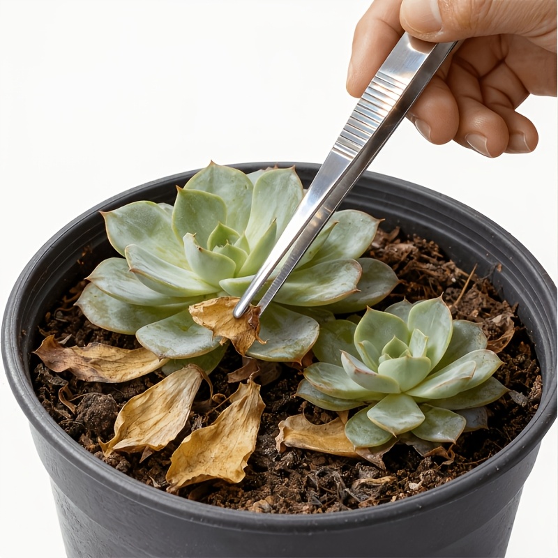 4点セット（ストレート2本+カーブ2本）ロングピンセット、植 - Planted Aquarium Care のレビューと価格