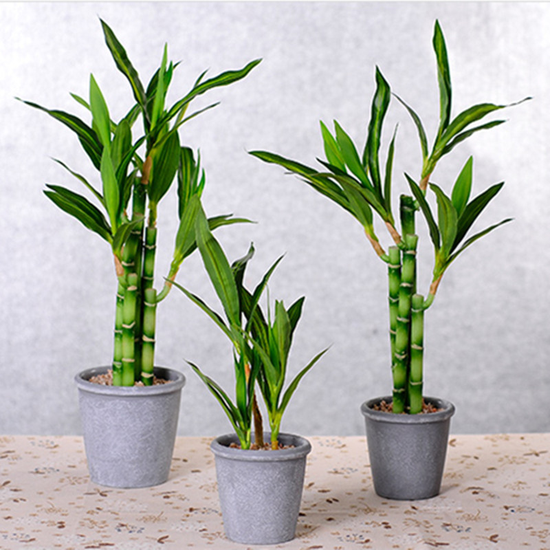 新しい40cm人工ラッキーバンブー多肉植物フェイクプラントフ - Aquarium Plant Nursery のレビューと価格
