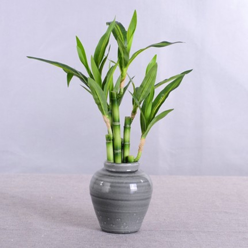 新しい40cm人工ラッキーバンブー多肉植物フェイクプラントフ - Aquarium Plant Nursery のレビューと価格