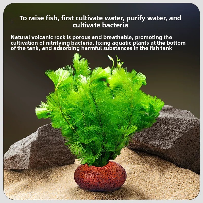 水槽用火山岩プランティングリング 水草育成用 水槽用品 アク - Planted Aquarium Care のレビューと価格
