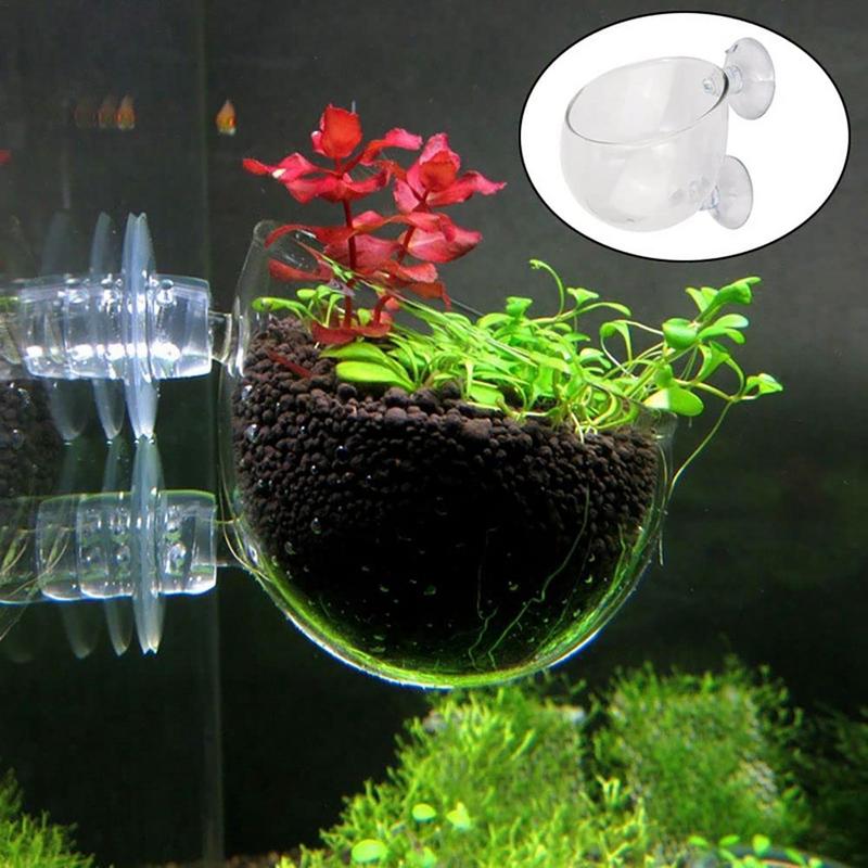 アクリル水生植物カップ水族館水植物ポット水草カップ吸引サンゴ - Aquarium Plant Seeds のレビューと価格
