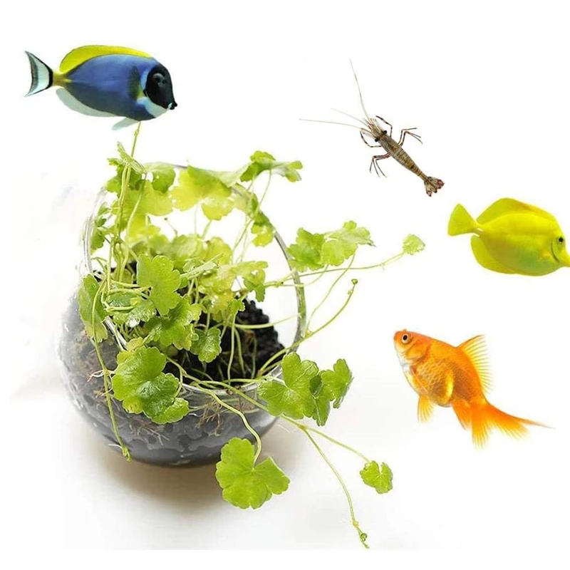 新しい水族館植物ポットガラスシリンダーカップ吸盤付き水生植物 - Aquarium Plant Seeds のレビューと価格