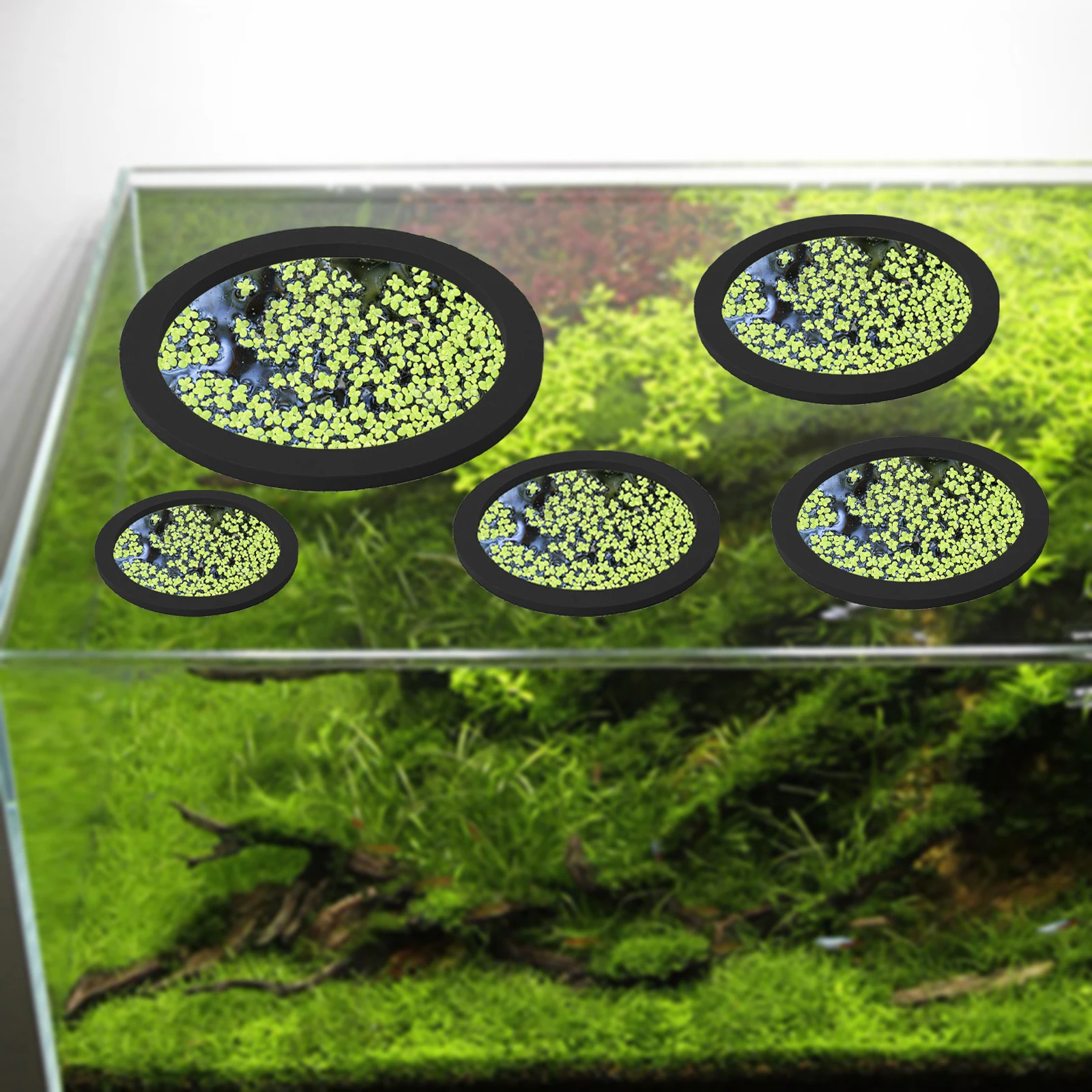 5 個 EVA 魚給餌リング水族館浮遊植物囲い水槽フロート植 - Aquarium Plant Nursery のレビューと価格
