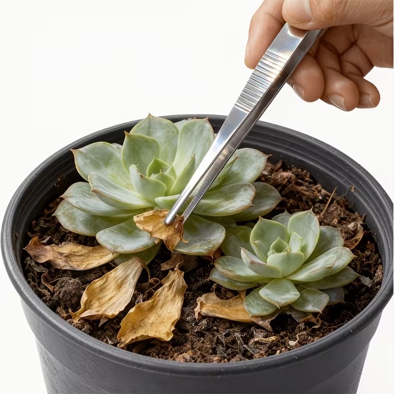 20cmステンレス製ピンセット2本セット – 直先と曲先、盆 - Planted Aquarium Care のレビューと価格