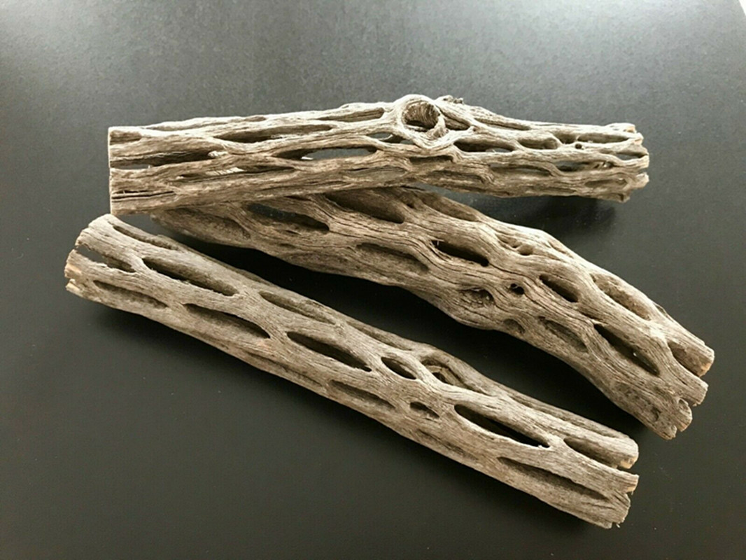 有機および天然の水族館のチャラサボテンの木のエビの巣箱、水槽 - Aquarium Plant Seeds のレビューと価格
