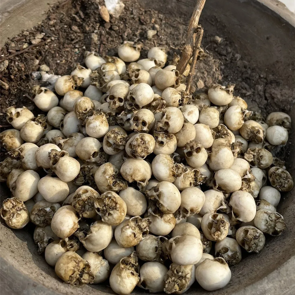 ミニチュアハロウィーン装飾モデル,ミニ頭蓋骨,ドールハウス, - Aquarium Plant Nursery のレビューと価格