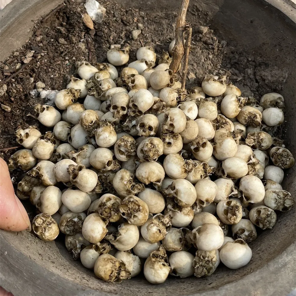 ミニチュアハロウィーン装飾モデル,ミニ頭蓋骨,ドールハウス, - Aquarium Plant Nursery のレビューと価格