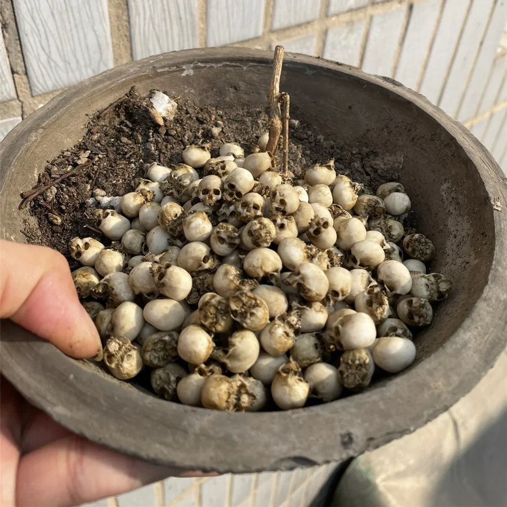 ミニチュアハロウィーン装飾モデル,ミニ頭蓋骨,ドールハウス, - Aquarium Plant Nursery のレビューと価格