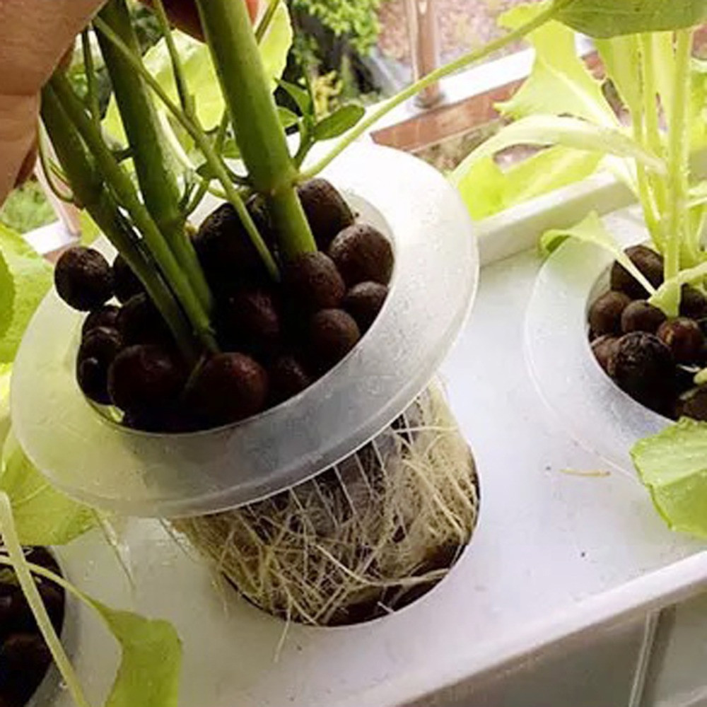 10/50 個耐久性のある植栽水族館無土壌水耕種子トレイ植栽 - Aquarium Plant Seeds のレビューと価格